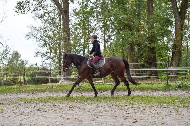 Sanftmütige Traberstute, Laura Gastl, Horses For Sale, Unterdießen, Image 2