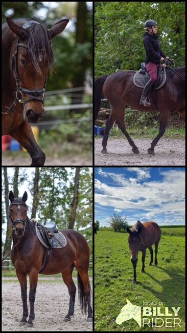 Sanftmütige Traberstute, Laura Gastl, Horses For Sale, Unterdießen, Image 12