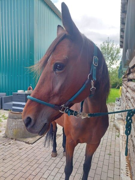 Sanftmütige Traberstute, Laura Gastl, Horses For Sale, Unterdießen, Image 11