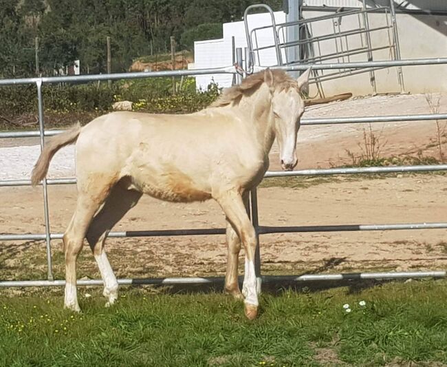 Sasou Perlino Isabel mit schicker Zeichnug und 3 weissen Socken, Post-Your-Horse.com (Caballoria S.L.), Pferd kaufen, Rafelguaraf