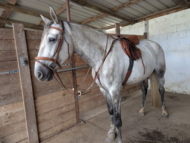 Sattel Prestige Model Sidney, Prestige Sidney, Franziska, Jumping Saddle, Roppentzwiller, Image 4