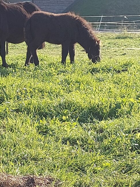 Süßes Hengstfohlen sucht neues Zuhause, Anna, Horses For Sale, Ortrand, Image 3