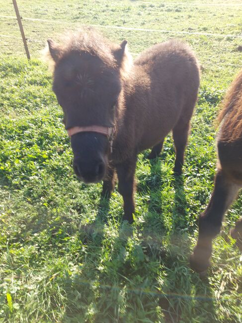 Süßes Hengstfohlen sucht neues Zuhause, Anna, Horses For Sale, Ortrand, Image 4