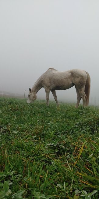 Liebenswerte Schimmelstute, Melina Zmugg, Horses For Sale, St.Veit, Image 4