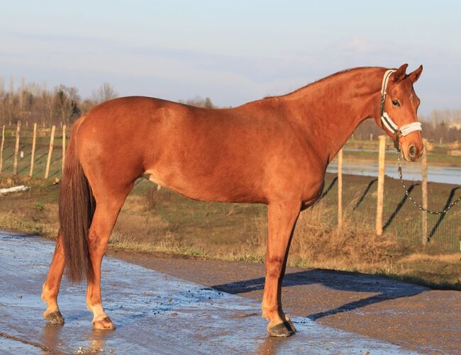 Cute stute, Klaudia Banko, Horses For Sale, Szarvas