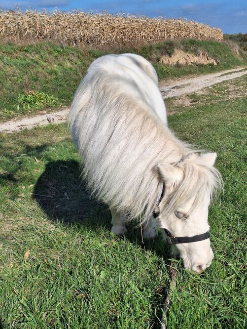 Entzückende Mini-Shetty Stute, Karin , Horses For Sale, Langenlois, Image 6