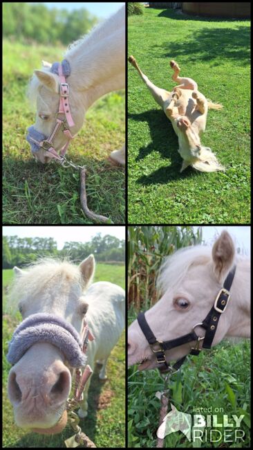 Entzückende Mini-Shetty Stute, Karin , Horses For Sale, Langenlois, Image 14