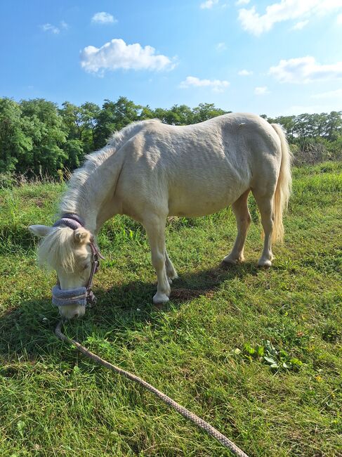 Entzückende Mini-Shetty Stute, Karin , Horses For Sale, Langenlois, Image 11