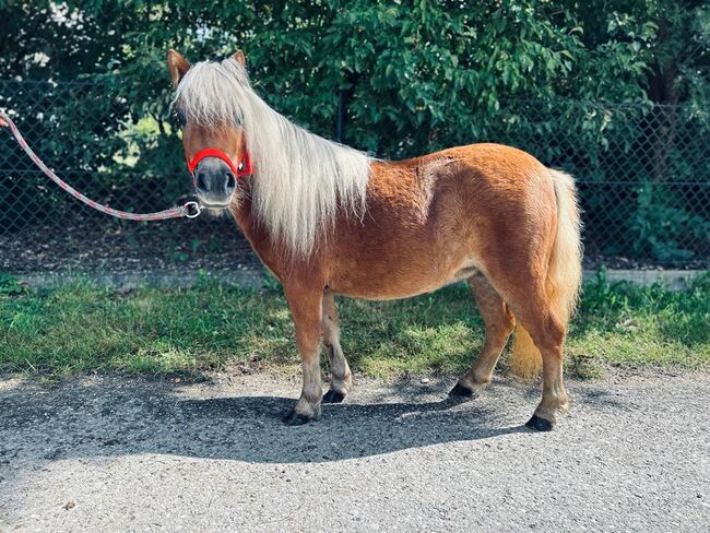 Entzückende Shetty-Stute sucht liebevolles Zuhause!, Sport- und Freizeitpferde Fuchs, Horses For Sale, Ellgau, Image 4