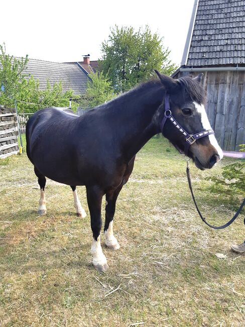 Liebenswerte Tinker-Ponystute als Beistellpferd, Romana, Horses For Sale, Waldenstein