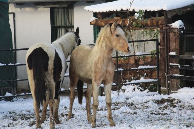 Schausieger und bewegungs starker FEI Weltmeister Sohn, Reitponygestüt Aspel , Pferd kaufen, Rees, Abbildung 2