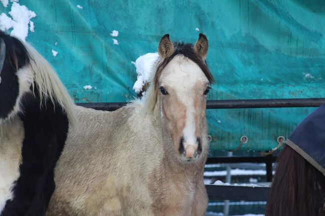 Schausieger und bewegungs starker FEI Weltmeister Sohn, Reitponygestüt Aspel , Pferd kaufen, Rees, Abbildung 3