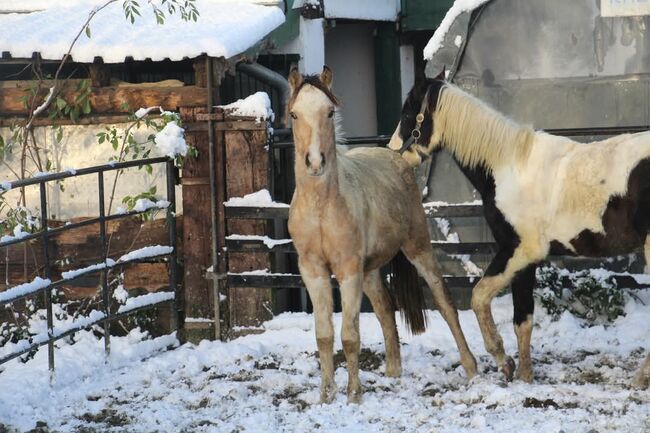 Schausieger und bewegungs starker FEI Weltmeister Sohn, Reitponygestüt Aspel , Pferd kaufen, Rees