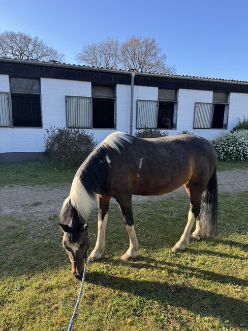 Schicke Deutsche Reitpony Scheck Stute in beste Hände abzugeben, Vivien C., Pferd kaufen, Kiel
