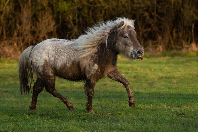 Schicke Dt. Partbred Shetty Stute Windfarbe ( Silver), Nicole Prignitz , Pferd kaufen, Groß Molzahn , Abbildung 4