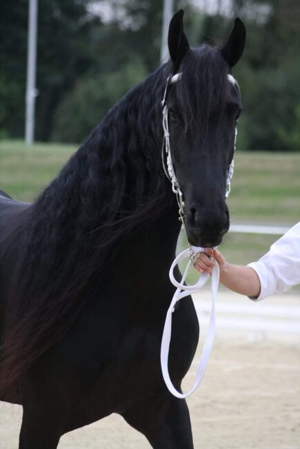 Schicke Friesenstute, Kraiczek , Pferd kaufen, Radevormwald