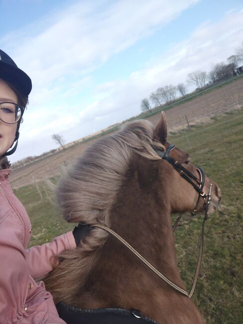 Schicke Windfarbstute mit toller Abstammung, Lucile Bechtel, Pferd kaufen, Wyk auf Föhr, Abbildung 4