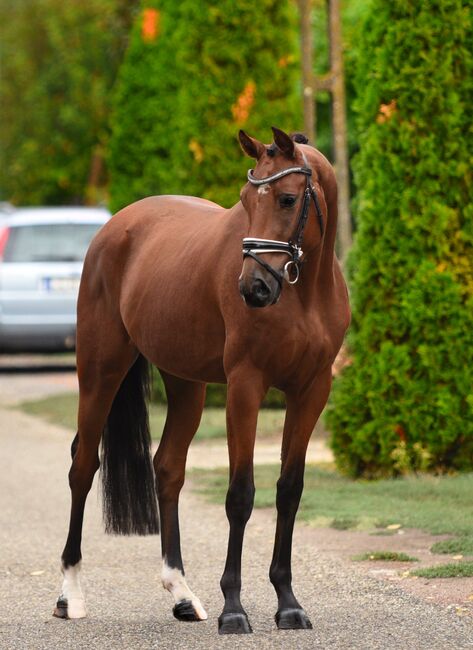 Schicker, 2020, zuverlässiger, menschenbezogener Wallach, 165cm, Bercog HSH Sport/Freizeitpferde, Pferd kaufen, Békésszentandrás