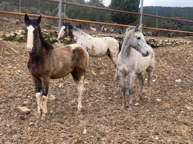 Schicker Appaloosa x Lusitano mix, Post-Your-Horse.com (Caballoria S.L.), Konie na sprzedaż, Rafelguaraf, Image 2