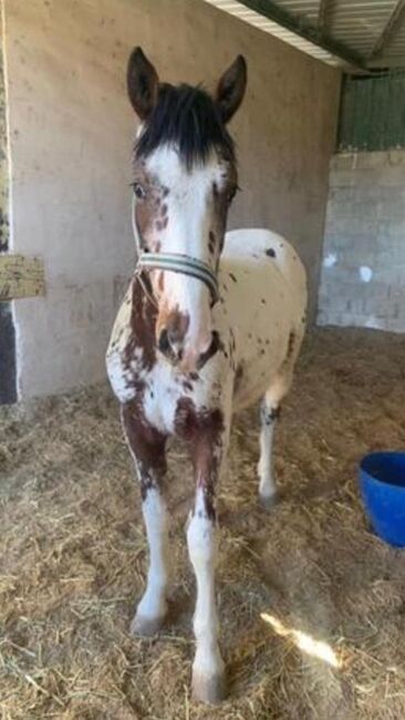 Schicker Appaloosa x Lusitano mix, Post-Your-Horse.com (Caballoria S.L.), Pferd kaufen, Rafelguaraf