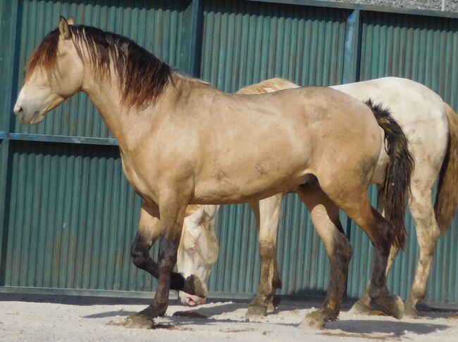 Schicker junger buckskin PRE, Post-Your-Horse.com (Caballoria S.L.), Horses For Sale, Rafelguaraf, Image 3