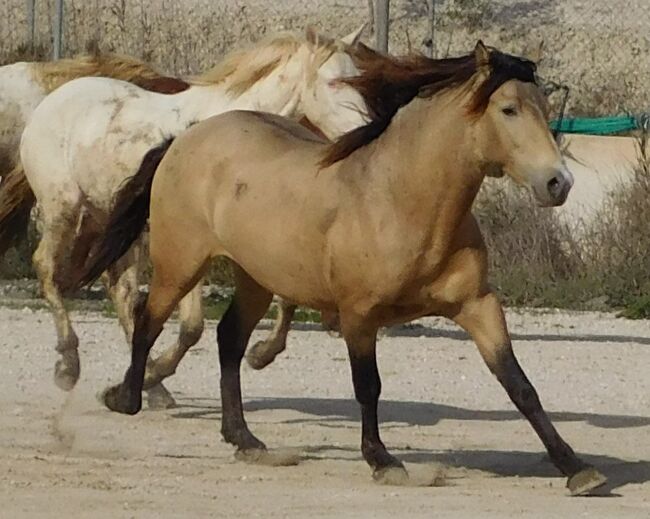 Schicker junger buckskin PRE, Post-Your-Horse.com (Caballoria S.L.), Horses For Sale, Rafelguaraf, Image 4