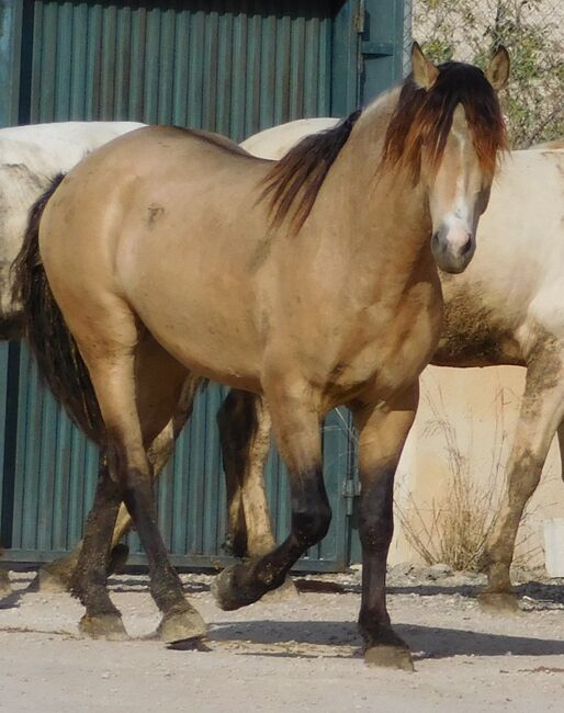Schicker junger buckskin PRE, Post-Your-Horse.com (Caballoria S.L.), Konie na sprzedaż, Rafelguaraf, Image 5