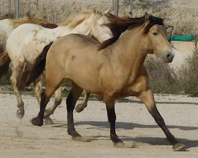 Schicker junger buckskin PRE, Post-Your-Horse.com (Caballoria S.L.), Pferd kaufen, Rafelguaraf, Abbildung 4