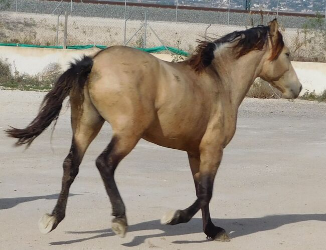 Schicker junger buckskin PRE, Post-Your-Horse.com (Caballoria S.L.), Pferd kaufen, Rafelguaraf, Abbildung 7