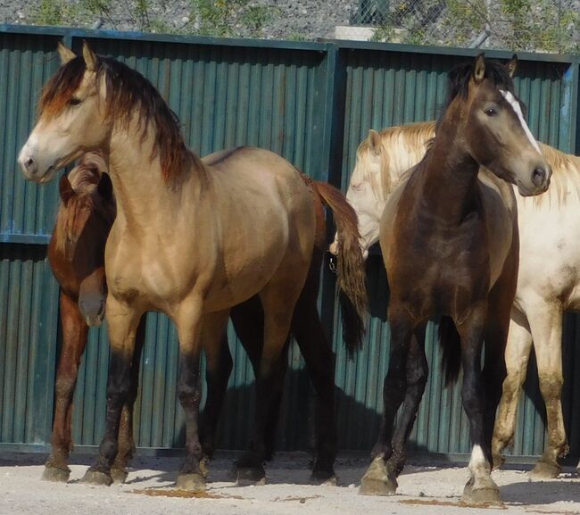 Schicker junger buckskin PRE, Post-Your-Horse.com (Caballoria S.L.), Pferd kaufen, Rafelguaraf, Abbildung 8