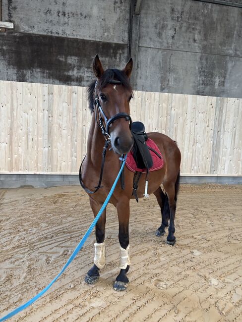 Schicker Pony Mix, Charlie Wild, Horses For Sale, Bettange sur Mess, Image 3