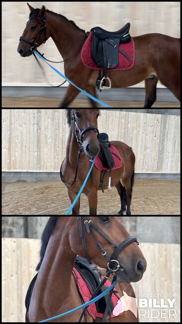 Schicker Pony Mix, Charlie Wild, Horses For Sale, Bettange sur Mess, Image 4