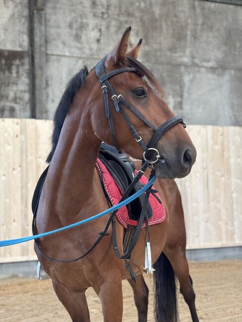 Schicker Pony Mix, Charlie Wild, Horses For Sale, Bettange sur Mess, Image 2