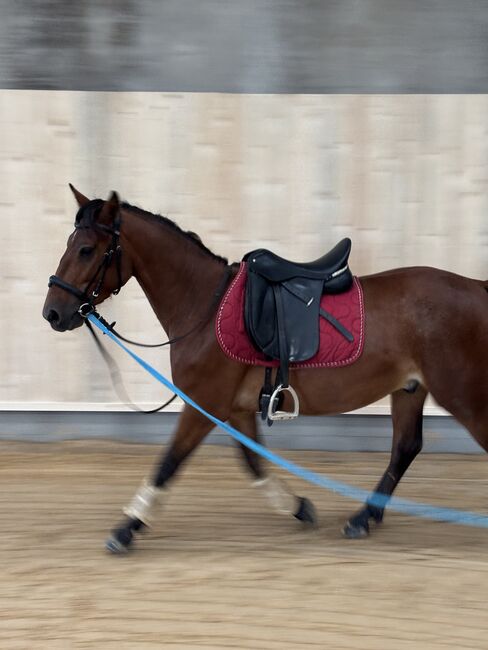 Schicker Pony Mix, Charlie Wild, Konie na sprzedaż, Bettange sur Mess