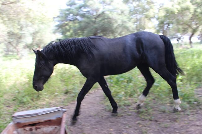 Schicker Rappe PRE Hengst mit schönen Abzeichen, Post-Your-Horse.com (Caballoria S.L.), Horses For Sale, Rafelguaraf, Image 4