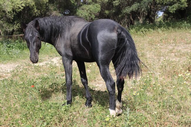 Schicker Rappe PRE Hengst mit schönen Abzeichen, Post-Your-Horse.com (Caballoria S.L.), Konie na sprzedaż, Rafelguaraf, Image 3