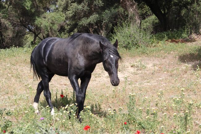 Schicker Rappe PRE Hengst mit schönen Abzeichen, Post-Your-Horse.com (Caballoria S.L.), Pferd kaufen, Rafelguaraf, Abbildung 2