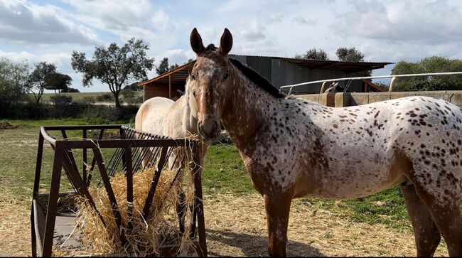 Schicker Smartie Lusitano x Appaloosa, Post-Your-Horse.com (Caballoria S.L.), Pferd kaufen, Rafelguaraf