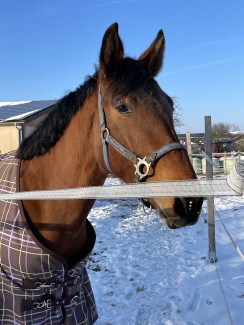 Schickes Charakterpferd mit Herz für Freizeit/Amateursport, Claudia, Pferd kaufen, Euerhausen