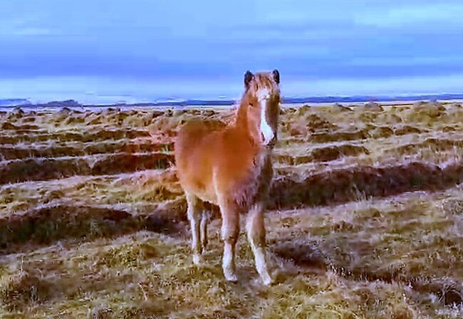 Schickes Hengstfohlen mit Splash und viel Tölt, Islandpferde-aus-Island, Pferd kaufen, Südisland