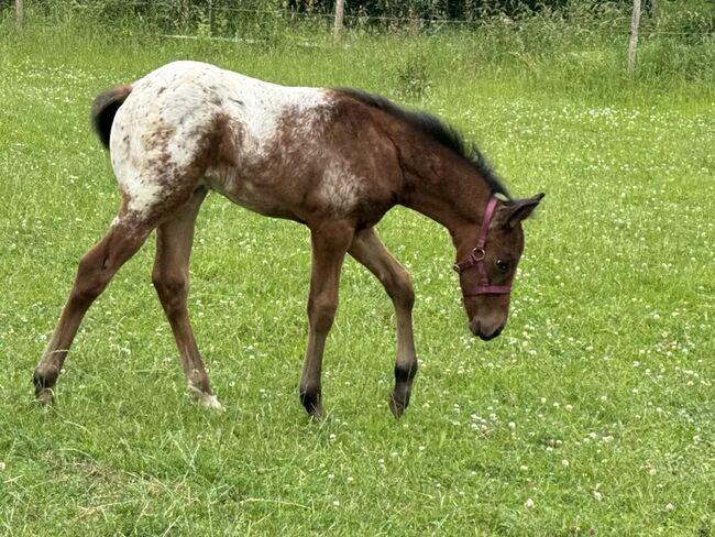 Schickes Quarter Pony Hengst Fohlen, Petra, Pferd kaufen, Ansbach, Abbildung 6