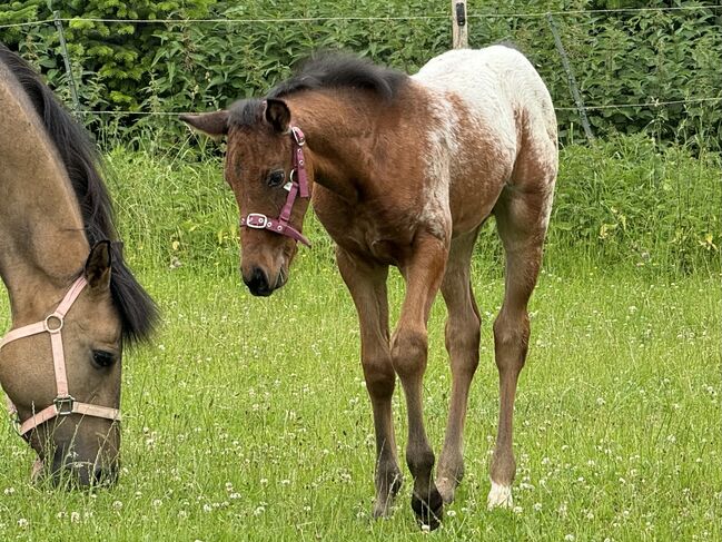 Schickes Quarter Pony Hengst Fohlen, Petra, Pferd kaufen, Ansbach, Abbildung 3