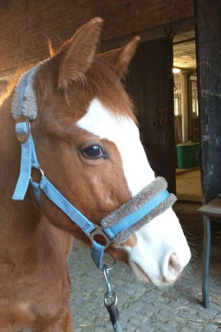 Schickes Trakehner Hengstfohlen, Nicole Galland , Horses For Sale, Lamspringe