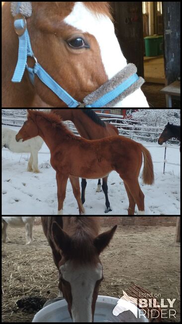 Schickes Trakehner Hengstfohlen, Nicole Galland , Horses For Sale, Lamspringe, Image 4