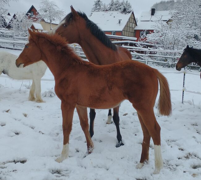 Schickes Trakehner Hengstfohlen, Nicole Galland , Konie na sprzedaż, Lamspringe, Image 3