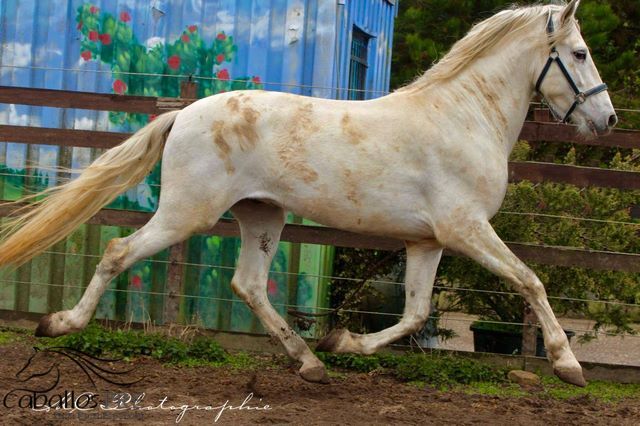 Schimmel Hengst mit sehr guten Bewegungen und TOP Charakter, Thomas Adams (Caballos PRE), Pferd kaufen, Bell, Abbildung 2