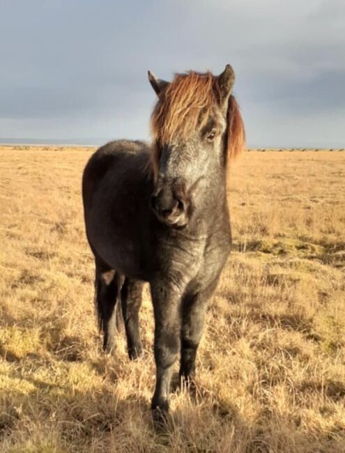 Schimmel + Tölt + Charakter - Mugga, Islandpferde-aus-Island, Pferd kaufen, Südisland