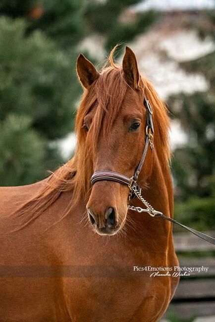 Atemberaubende PRE Fuchshengst - gekört, ISPA - Iberische Sportpferde Agentur (ISPA - Iberische Sportpferde Agentur), Horses For Sale, Bedburg, Image 3