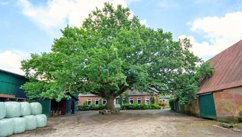 Schleswig Holstein, 24401 Böel - Reiterhof mit Reithalle und Reitplatz zu verkaufen, Sabine Wesseln, Maras World of Horses (Maras World of Horses, Maras World Solutions S.L.), Equestrian Properties, Böel, Image 5