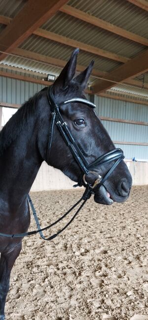 Schockemöhle Trense, Schockemöhle , Sophia, Bridles & Headstalls, Pfalzfeld , Image 4